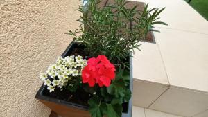 Apartman Sandra - free private parking and garden
