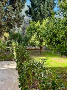 Villa Lorena Protaras