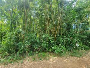 Vive Utila - Bed & Breakfast