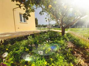 Chiara's Country (IUN R7916) img2