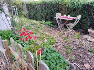 Les coquelicots, calme, jardin