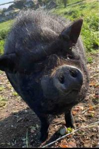 Maisons de vacances Maison mer, jardin, plage, foret : photos des chambres