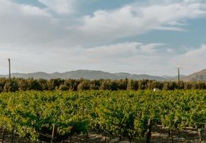 Campera Valle de Guadalupe
