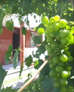 Buzogány Vendégház - Arak