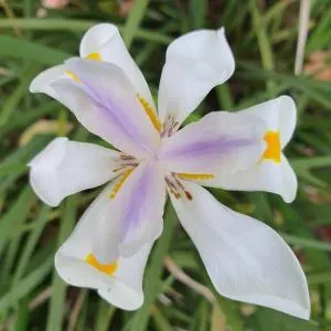 Aurora Homestead - Alberto Tôrres