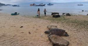 Fins Pacific Coray Bay by Hiverooms