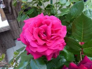 Ferienhaus Rose & Lavendel - Wensickendorf