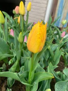 Have a nice stay! - Main Street beachapartment, beach 150 meters