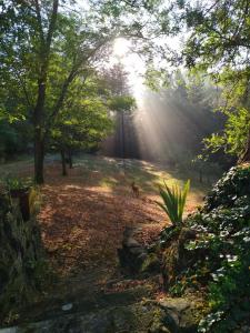 Il Bosco del Lebbio