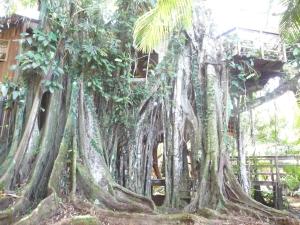Topos Tree House - 4-star hotels in Cahuita