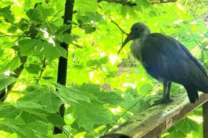 The Rondebosch Easy Living