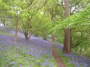 Cinnamon Cottage Newcastle Emlyn