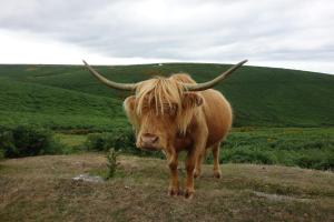 Cowshed