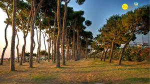 Ficus Plus - Pineto Vacanza