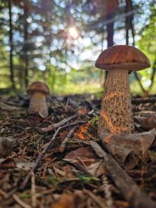 Zaplecze Lasu domki letniskowe