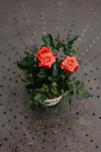 Maisons de vacances Maison de charme 3 chambres remparts de Guerande : photos des chambres