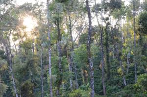 Ibbanicadu Estate Homestay