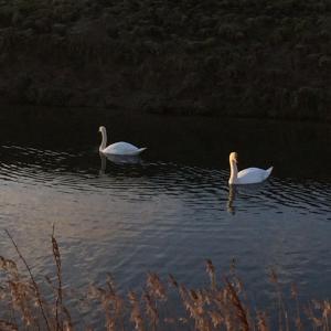 dOuwe stal