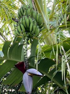 Appartamento esclusivo con giardino