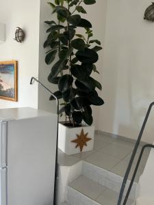 Villa Carlotta la Maddalena img35
