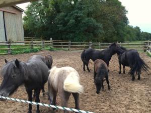 Haras Des Bussières photo 9