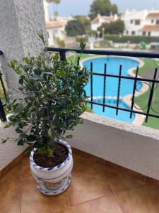 Lobo en Cabo Apartment, Cabo Roig , Orihuela Costa