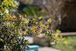 Villa Simona giardino & mare img75