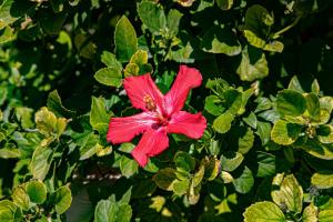 Villa Simona giardino & mare img76