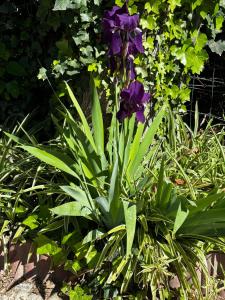 Appartements Appartement avec une chambre : photos des chambres