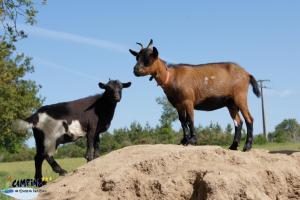 Campings Camping de l'Etang du Pays Blanc : photos des chambres