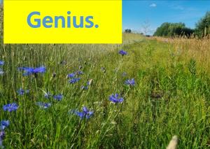 Your Genius Camp - miejsce na Twój namiot