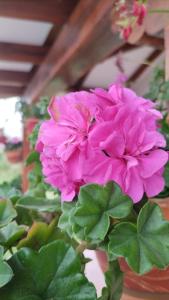 Cabaña Campestre Villa Clarita, Villa de Leyva