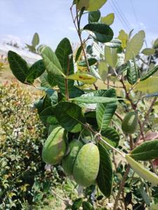 Cabaña Campestre Villa Clarita, Villa de Leyva