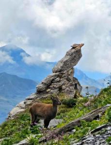 Appartements Areches, 4 pers, telesiege a 5 mn a pied, grande terrasse en RDJ : photos des chambres