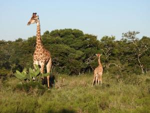 obrázek - The Ranch House at African Safari Lodge