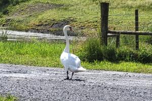 Waterfront Lodges - South Cabin