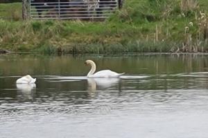 Waterfront Lodges - South Cabin