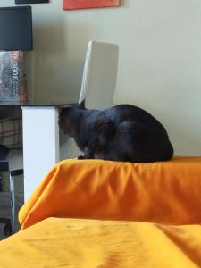 Es HABITACION en piso compartido!