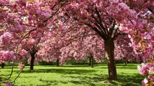 Appartements Hanami - Parc de Sceaux - Cozy : photos des chambres