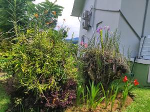 Rêve Tropical Chambres Dhôtes