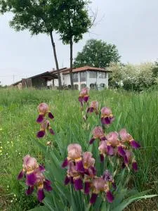 Iris - Lequio Tanaro