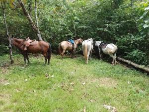 Hospedaje Valencia Osa, CR