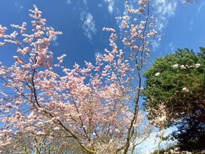 Maisons d'hotes Le Cottage des Falaises : photos des chambres