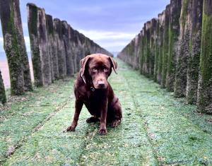 Ferienhaus CARPE DIEM Schoneveld - Breskens - Urlaub mit Hund