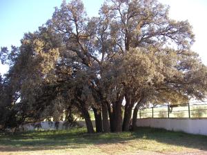 Agroturismo Calixto