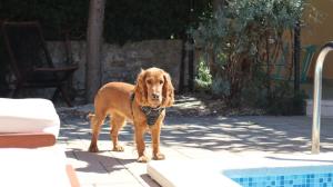 Art House Rovinj-Holiday, für mehr Information finden Sie uns im Internet - 4hvězdičkové hotely ve městě Rovinjsko Selo