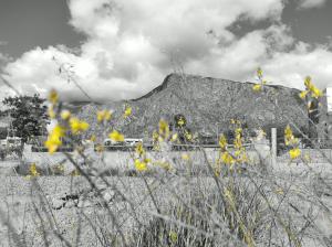Los Aromos 1