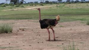 Amanya Hut Sleeps 6 with Mountain Views