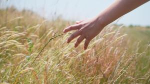 Chapter Farm Cottages