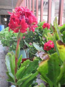 Himalayan Flower Vatika